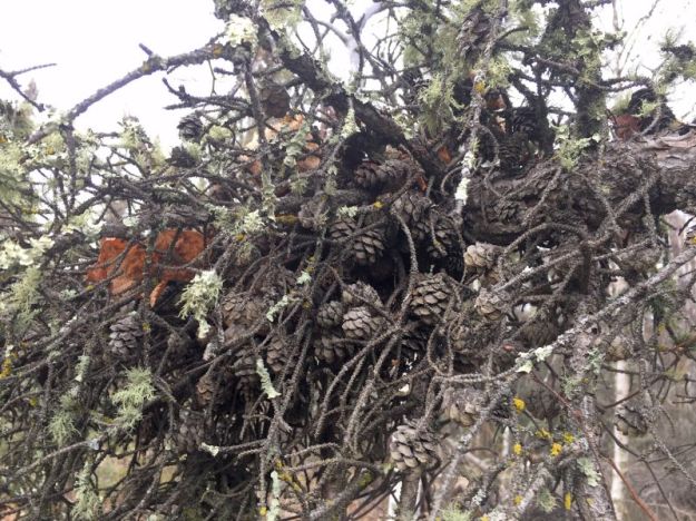 Old cones of black spruce on a dead branch. Parkland County municipal reserve near Wagner Natural Area, 2019-11-01, P. Cotterill.