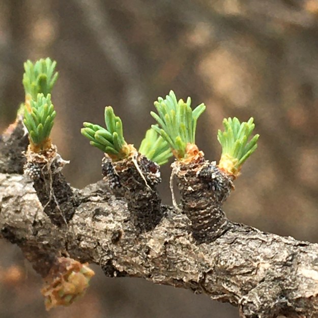 Tamarack branch showing leaf clusters emerging from buds on dwarf shoots. Bunchberry Meadows Conservation Area, 2021-05-01, P. Cotterill.