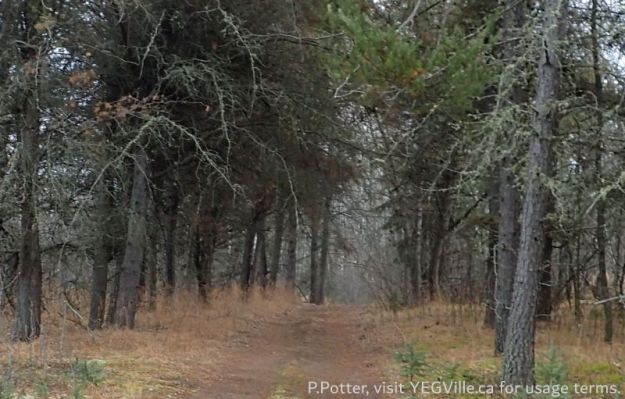 ATV track heading East into the site, Halfway Lake Natural Area, 2024-04-06, P. Potter.