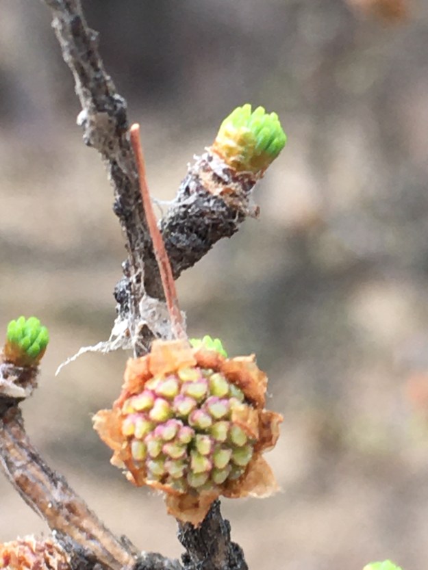 Emerging pollen cone of tamarack. Bunchberry Meadows Conservation Area, 2021-05-01, P. Cotterill.