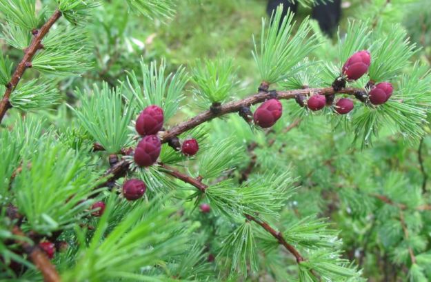 Leaves and immature seed cones of tamarack. Tucker Lake near Bonnyville, 2011-06-18, P. Cotterill.