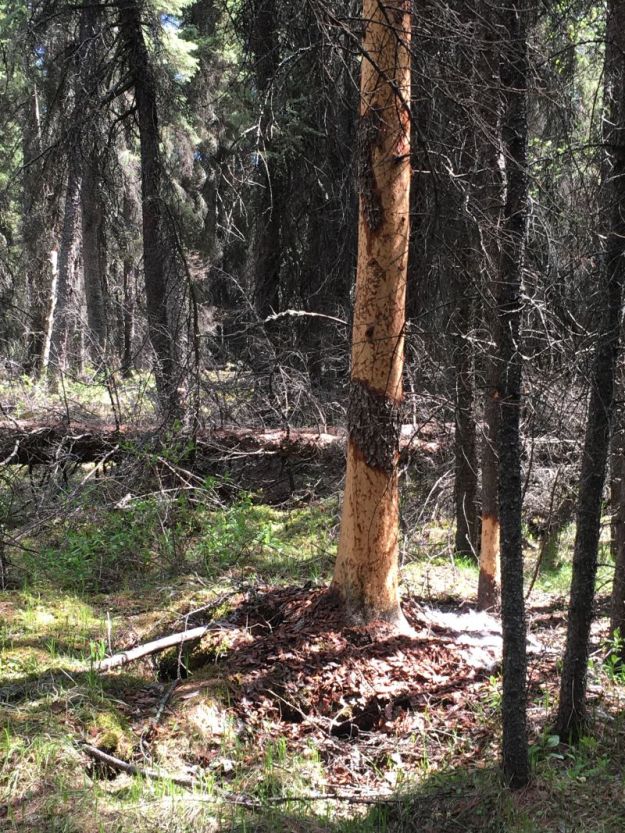 Mature tamarack killed by bark ringing by porcupines. Wagner Natural Area, 2022-05-28, P. Cotterill.