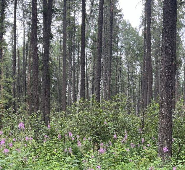 Lodgepole pines at Nojack Recreation Area. 2023-07-16, P. Cotterill.