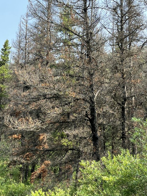 Dead lodgepole pines (likely killed by mountain pine beetle), Whitehorse Wildland Park, 2023-07-16, P. Cotterill