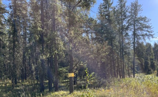 Jack pines at Bridge Lakes Natural Area. 2023-09-15, P. Cotterill.