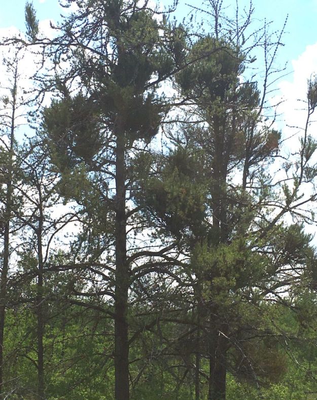 Jack pine infected with dwarf mistletoe causing witch’s-broom. Opal Natural Area, 2022-06-16, P. Cotterill.