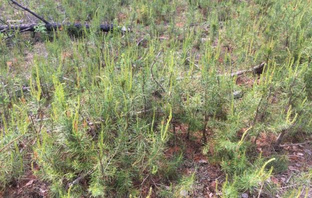Jack pine seedling regeneration after fire. Opal Natural Area, 2022-06-16, P. Cotterill.