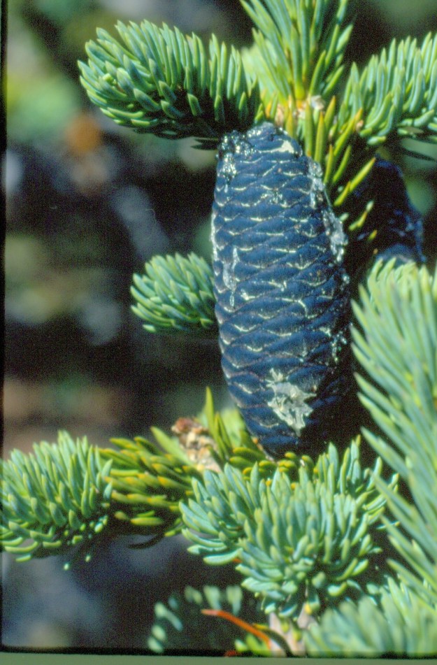 Subalpine fir showing upright immature seed cones. Cardinal Divide, 1995-09-03, P. Cotterill.