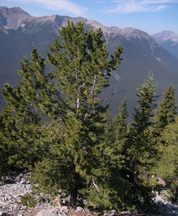 Whitebark pine. (Southern AB, exact location non known), 2004-08-13, D. Vujnovic.