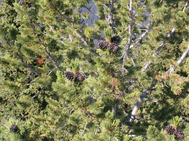 Whitebark pine showing bark, foliage and seed cones. (Southern AB, exact location non known), 2004-08-13, D. Vujnovic.
