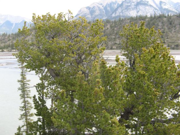 Limber pine with cones. Kootenay Plains, 2010-06-22, P. Cotterill.