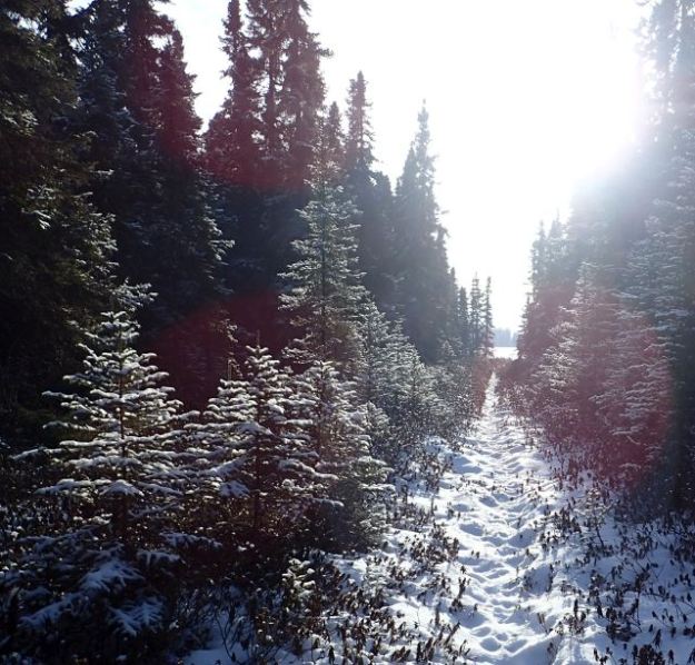 Lily Lake NA, 2020-12-16, P. Potter.