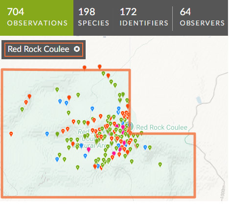 Sample iNaturalist display of observations made Red Rock Coulee NA.