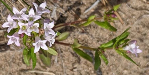 long-leaved bluets (Houstonia longifolia) on sandy soil in Opal Natural Area; 2022-06-16, M. Parseyan
