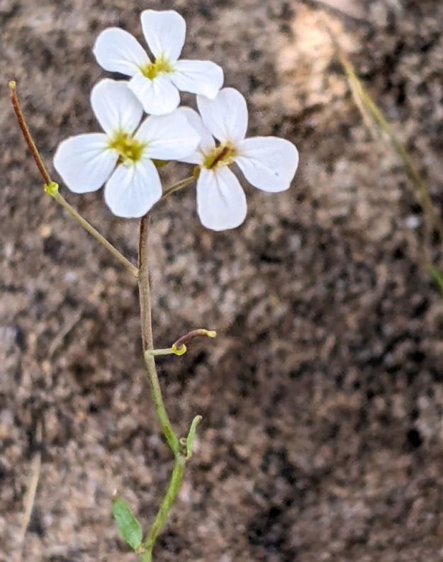 Upper portion of Kamchatca rockcrews Arabis lyrata ssp. kamchatica) on sandy soil at Opal Natural Area. 2022-06-16, M. Parseyan.