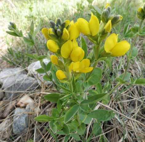 Golden bean (Thermospis rhombifolia) coming into flower at Northwest of Bruderheim Natural Area, 2025-05-10,. K. McDonald