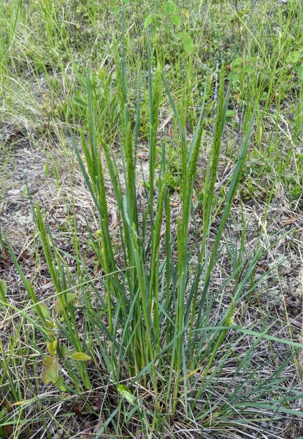 June grass (Koeleria macrantha) in Opal Natural Area. 2022-06-16. M.Parseyan