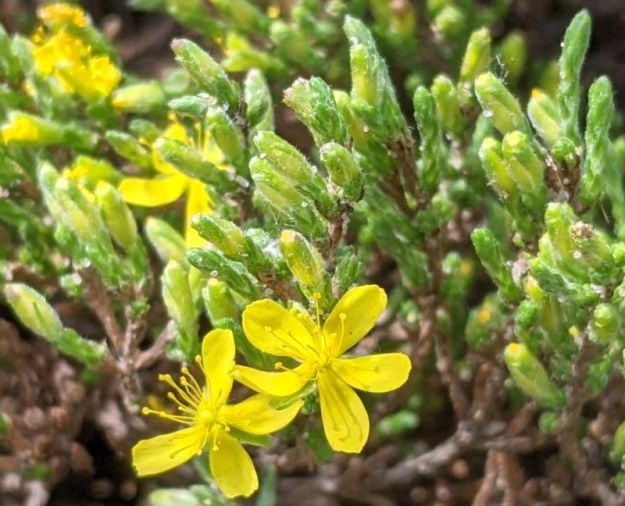 Sand heather, Opal NA, 2022-06-16, M. Parseyan.