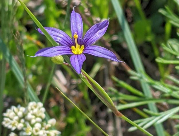 Blue-eyed grass and bastard toadflax, Opal NA, 2022-06-16, M. Parseyan.
