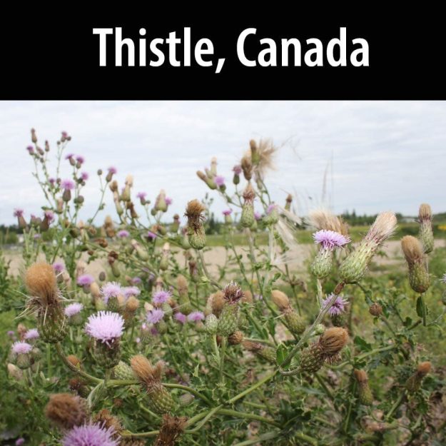 Canada Thistle (Cirsium arvense), courtesy of the Alberta Invasive Species Council.