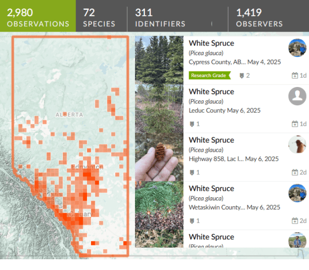 White Spruce Observations in Alberta, done 2025-05-08.
