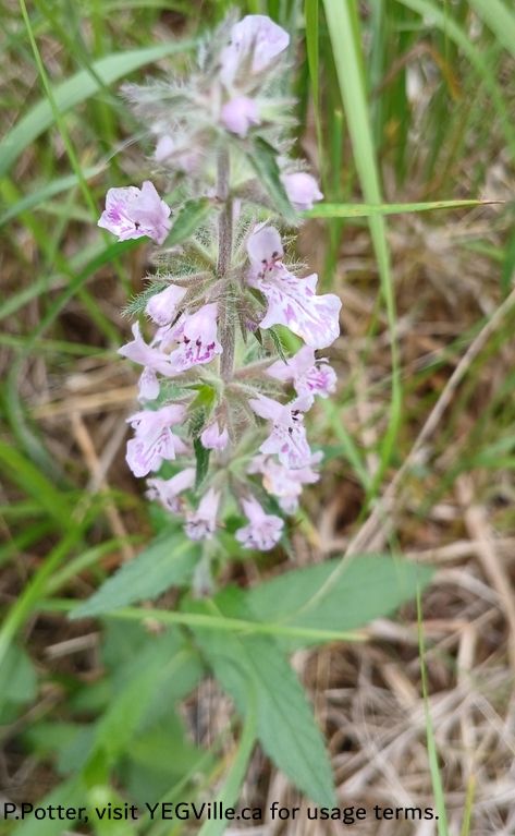 Prairie Woundwort (Stachys pilos), Majeau Lake NA (North-OC), 2025-07-03, P. Potter.