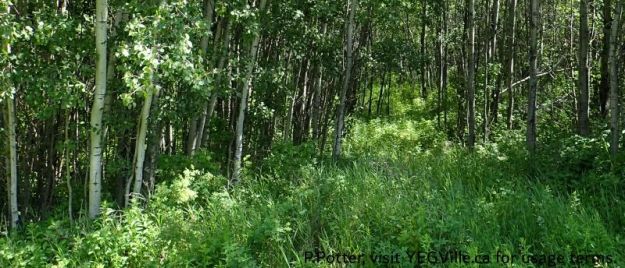 Overgrown track heading East from RR 34, Majeau Lake NA (North-OC), 2025-07-03, P. Potter.