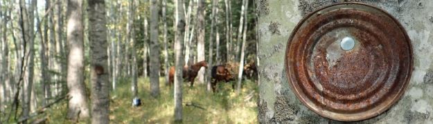 Looking North in the South section of the NA, trail marker put up by camp users, 2025-09-14, P. Potter.
