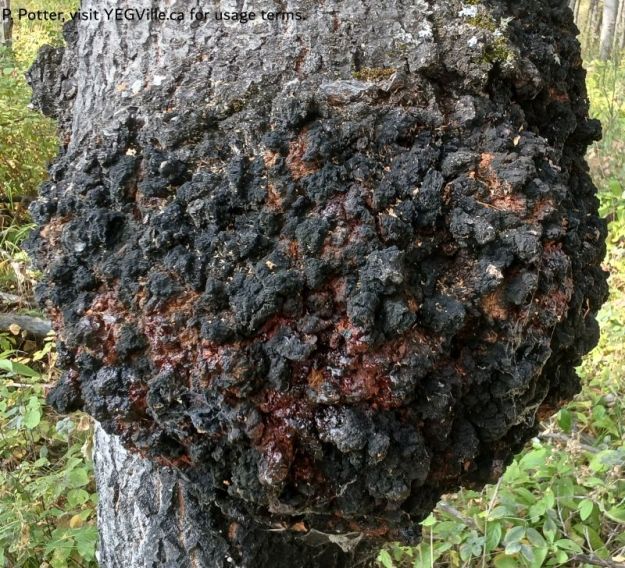 A large corky bark infestation on a trembling aspen, Buck Lake Creek NA, 2025-09-14, P. Potter.
