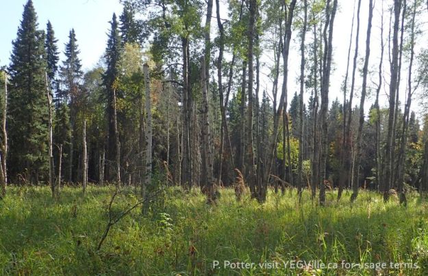 Looking South into the parcel at a distinct line of spruce trees demarking where the grassy area transitions into forest, Buck Lake NA (South), 2025-09-17, P. Potter.