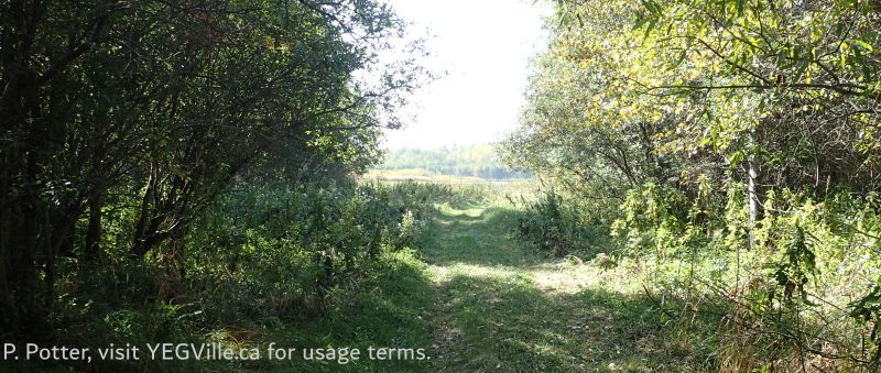 Looking South towards the lake along an ATV Track, 2025-09-21, Upper Mann Lk NA (NE), P. Potter.