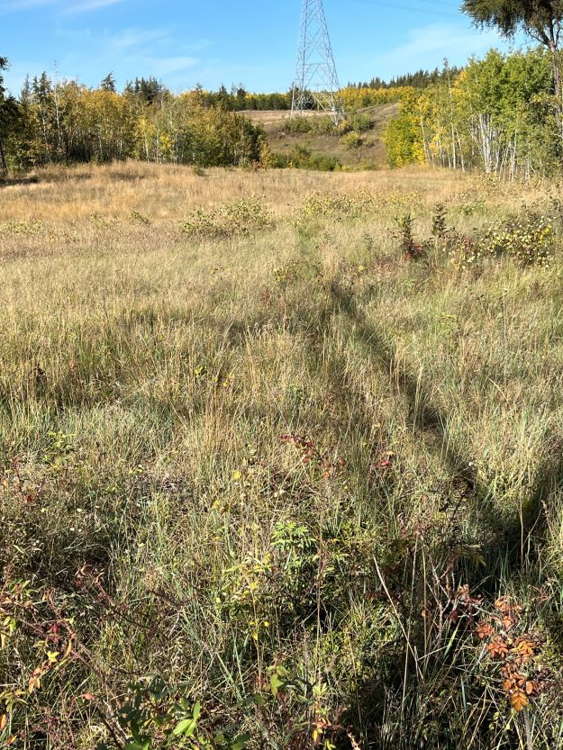 Powerline looking northeast.