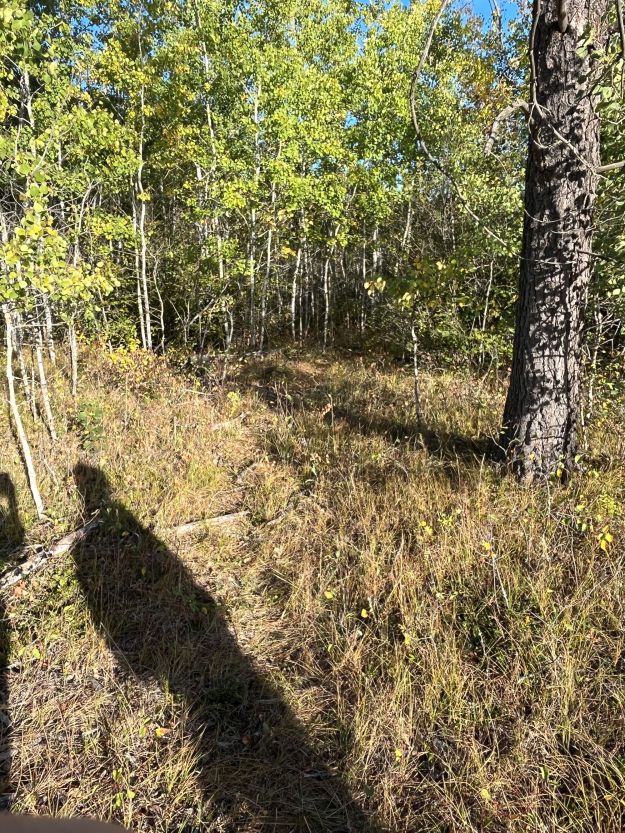 Deer trail providing quick access to the lake from the powerline.