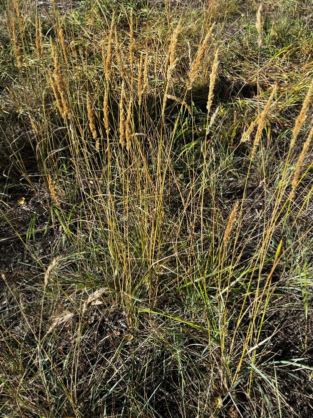 Plains reedgrass sown to revegetate the powerline.