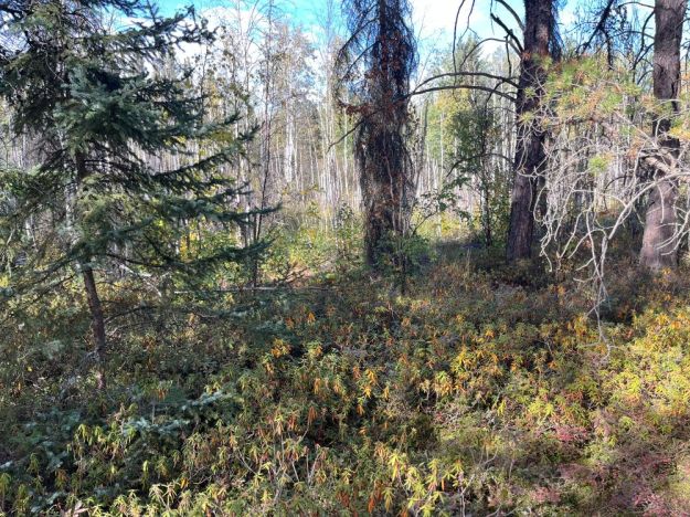 Peaty depression showing Labrador tea in foreground, black spruce in middle ground and Alaskan paper birch in background.