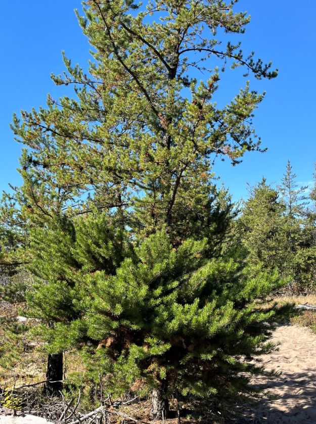 Jack pine tree showing proliferation of branches in lower portion due to infestation with dwarf mistletoe.