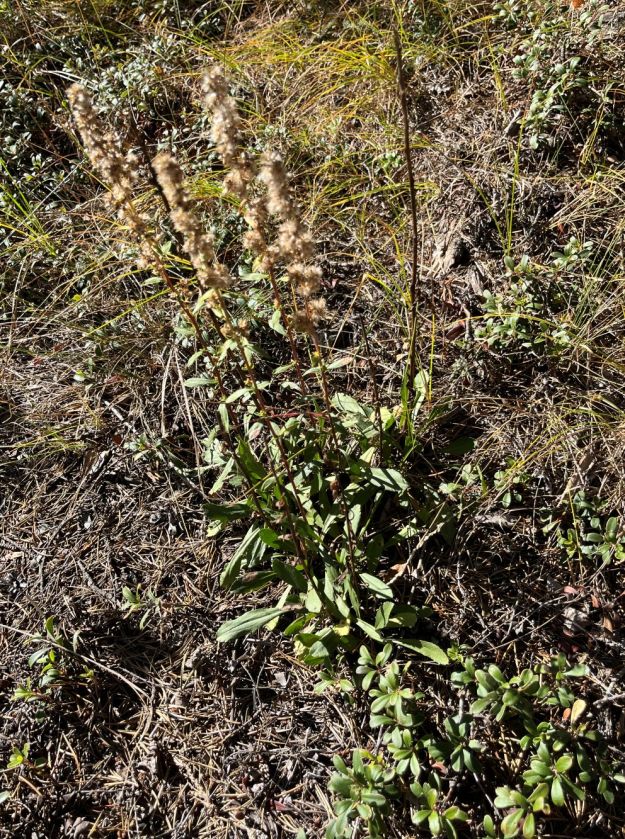 Western sticky goldenrod in seed, trailside.