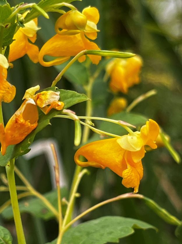 Flowers of spotted jewelweed, Impatiens capensis, in riparian border alongside first open pond. PCotterill