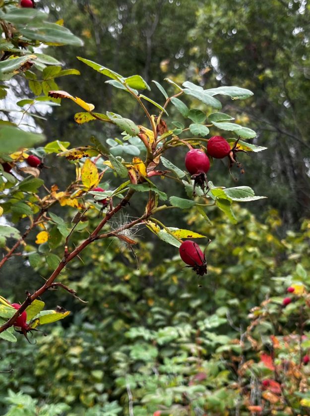 Prickly wild rose (Rosa acicularis) on forest edge in the Natural Area. Note the flask-shapred fruits compared with the more globular ones of common wild rose. P. Cotterill, 2025-09-01.