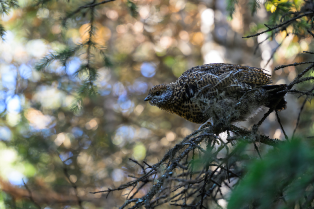 A spruce grouse startled on the Great Divide Trail, 2025-08-18, Hunter C.