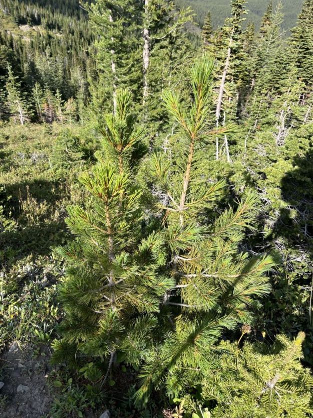 An endangered 5-needled whitebark pine underneath Beehive Mountain, 2025-08-18, Heerema S.
