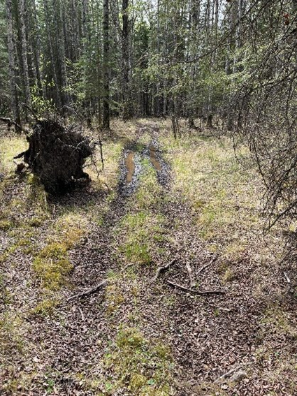 Trail needing remediation, Center of Alberta NA, ca 2025, Lands Operations Division, Alberta Forestry and Parks