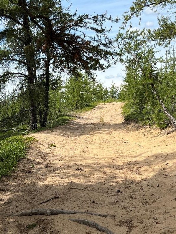 Trail along sandy ridge at Opal Natural Area (OC, West), showing jack pine vegetation along the flanks. Photo: P. Cotterill.
