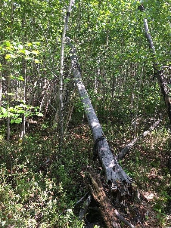 Dune depression in Opal Natural Area (OC, East) forested with a stand of paper birch and with an understory of Labrador tea. Photo: P. Cotterill.