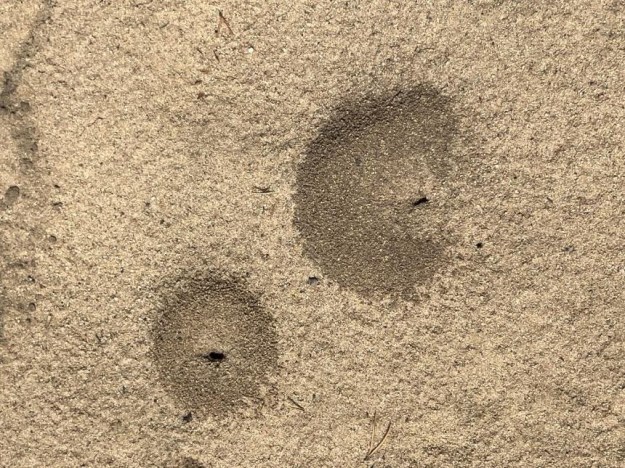 The pit traps of the larvae of antlions (family Myrmeleontidae) on the sandy trail at Opal Natural Area (OC, West). Photo: P. Cotterill.
