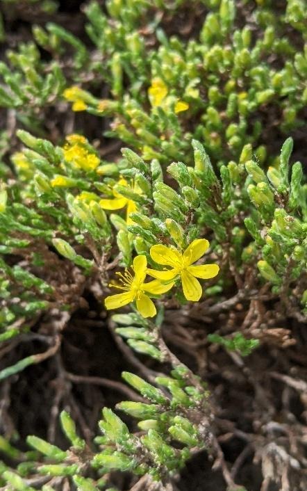 Sand heather (Hudsonia tomentosa) in flower in Opal Natural Area. Photo: Manna Parseyan. 