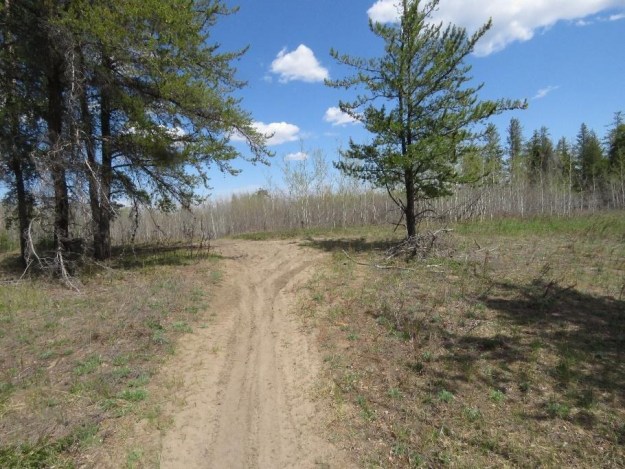 ATV trail creating disturbance in land re-vegetating years after a forest fire. Northwest Bruderheim Natural Area. Photo: Hubert Taube. 