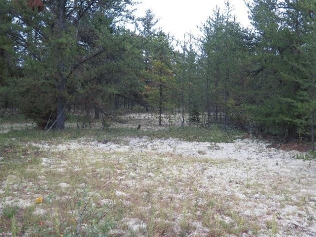 Typical plant community in a mature jack pine forest, with open understory of common bearberry, reindeer lichen and miscellaneous herbaceous species. Halfmoon Lake Natural Area. Photo: P. Cotterill