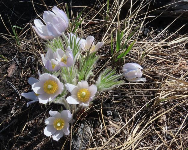 Prairie Crocus, 2023 04 30, Hubert Taube