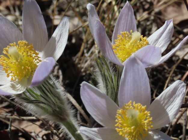 Prairie Crocus, 2023-04-30, Hubert Taube.